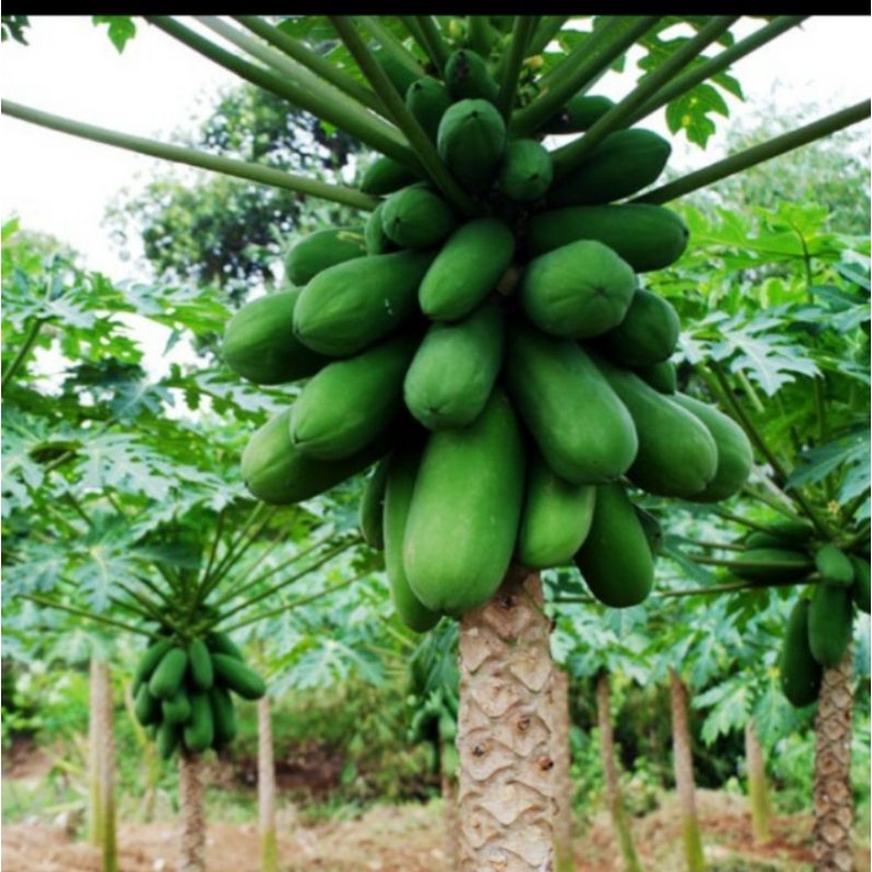 Bibit Tanaman Buah Pepaya California IPB