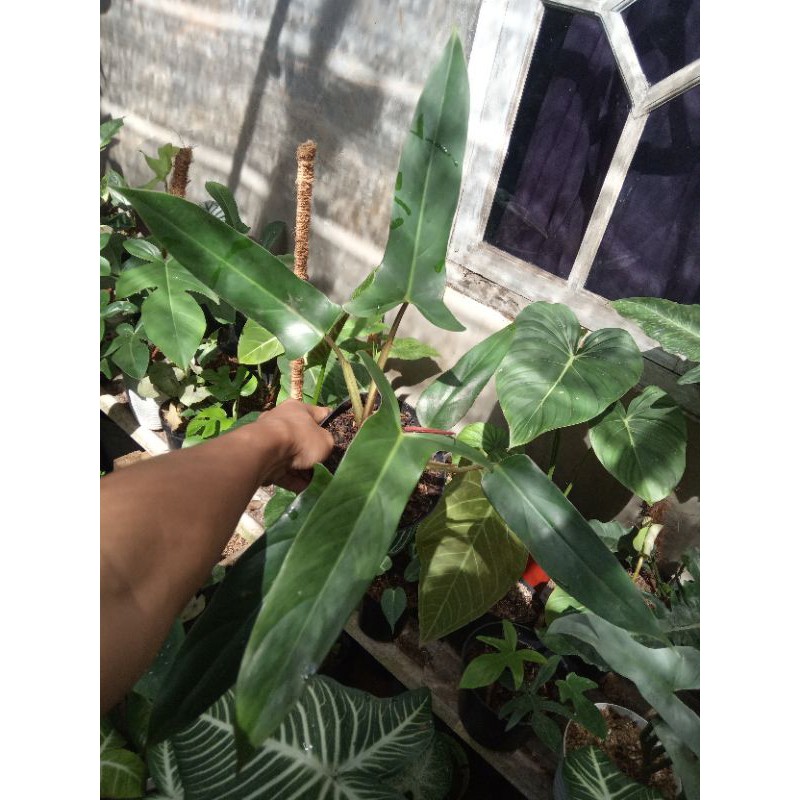 philodendron mexicanum