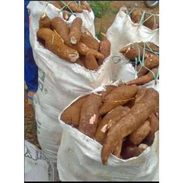 

singkong pulen 1kg