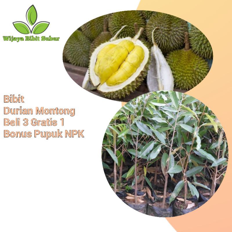 Bibit Tanaman Buah Durian Montong-Bibit Durian Montong-Bibit Buah Durian Montong super