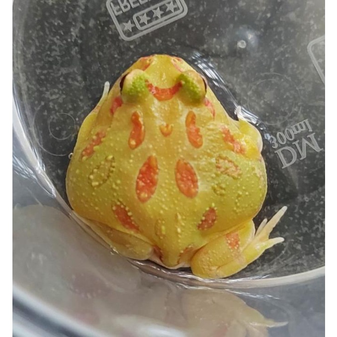 """] Pajangan - Albino Pacman Frog - Normal