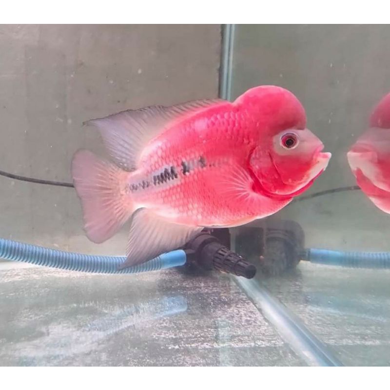 burayak ikan louhan kamfa f1 size 2-3cm