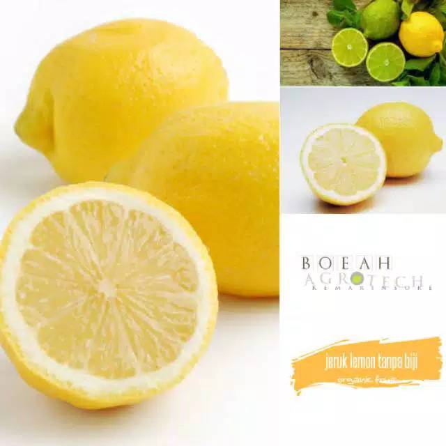 

Lemon Seadless/ lemon tanpa biji