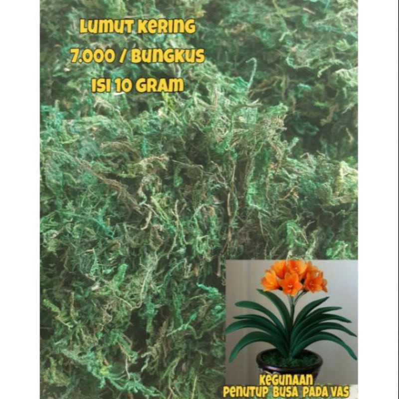 (10grm) Rumput Bunga Kering Rumput Imitasi Lumut Kering Rumput Kering Sintetis Rumput Kering Artific
