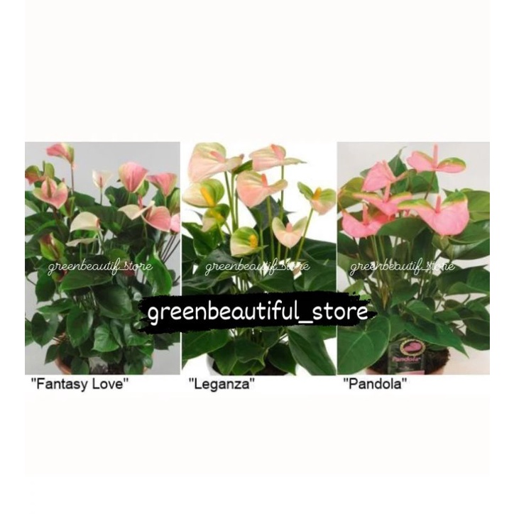 Tanaman hias hidup anthurium mickey mouse 3 plant