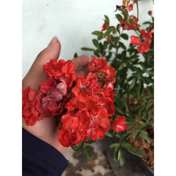 Mawar Rambat Dewasa/Climbing Rose