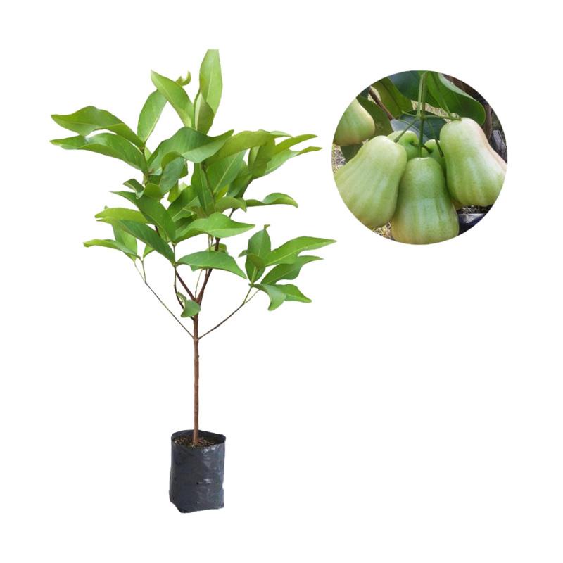 Bibit Buah Jambu Air Madu Deli Tanaman Buah Jambu Air Madu Delhi