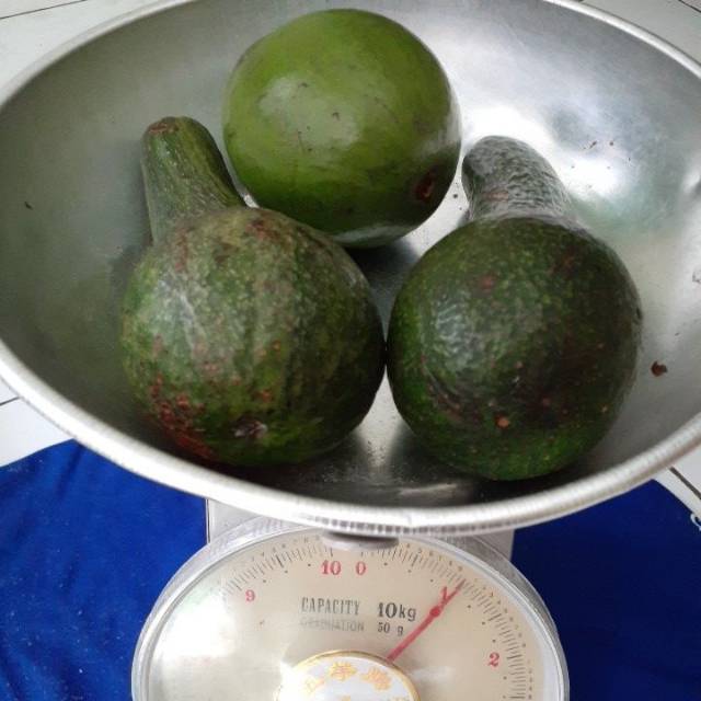 

Alpukat mentega isi 3 perkg