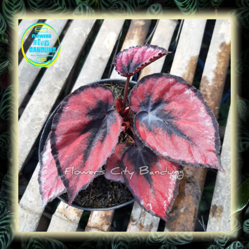 Begonia Red Kiss - Red Chili