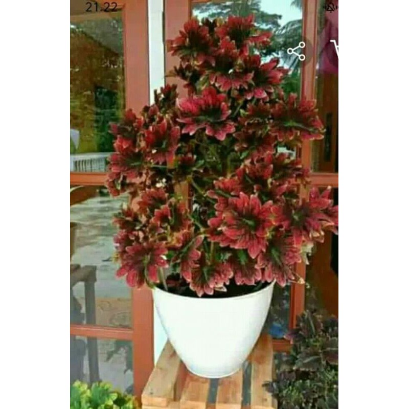 Tanaman Hias Miana/Coleus berakar