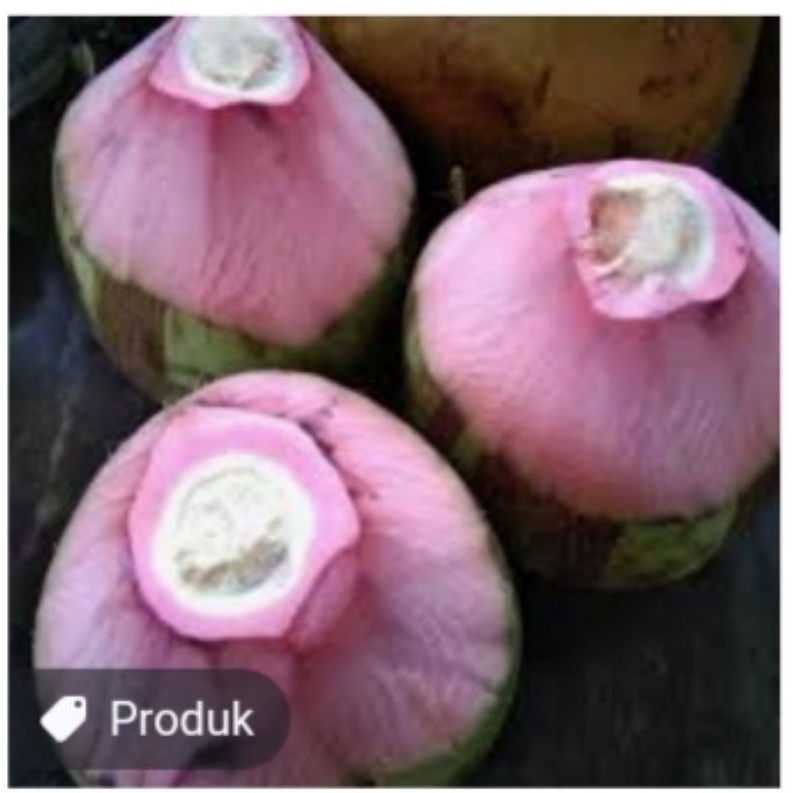 

kelapaijo