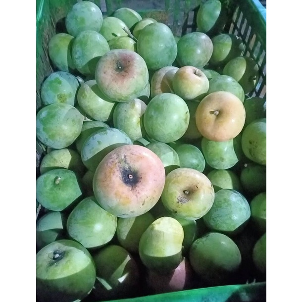 

BUAH MANGGA APEL MENGKAL 1KG