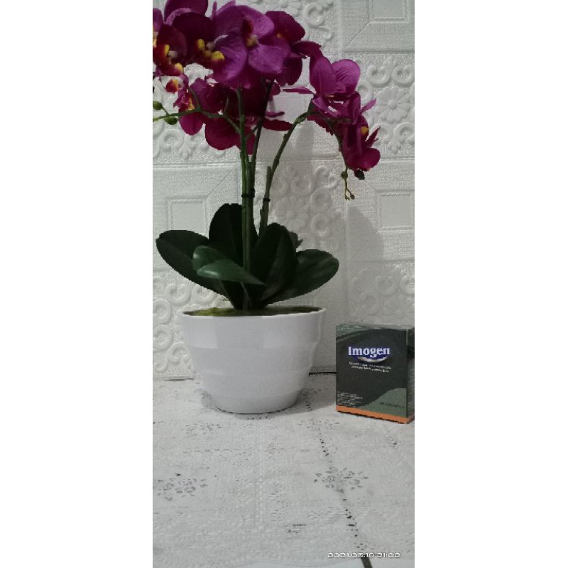 Imogen Gamat Spirulina