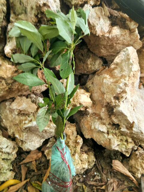 Termurah/ Paling Murah Pakettt 3batang Bibit Tanaman Buah Alpukat Lam Hass