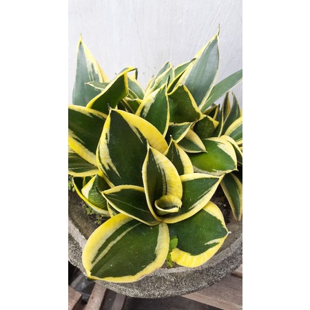 lidah mertua / sensivera pagoda