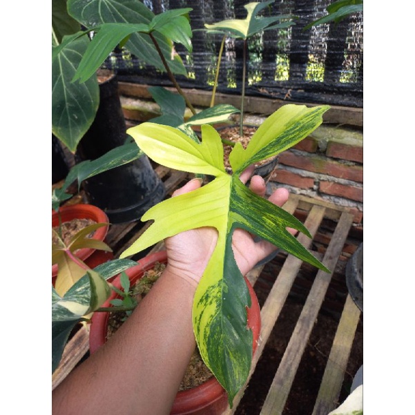 tanaman Hias Florida Beauty Variegata flobe var daun pancing