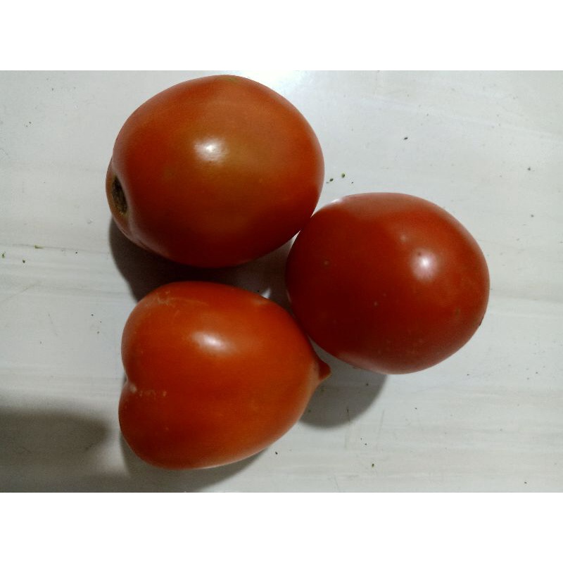 

tomat merah