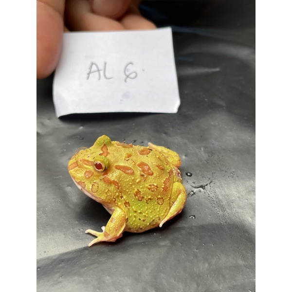 Kodok Pacman Albino Frog A6