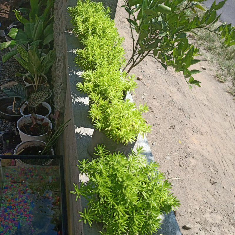 Krokot Jarum /mossrose/ Portulaca jenis tanpa bunga