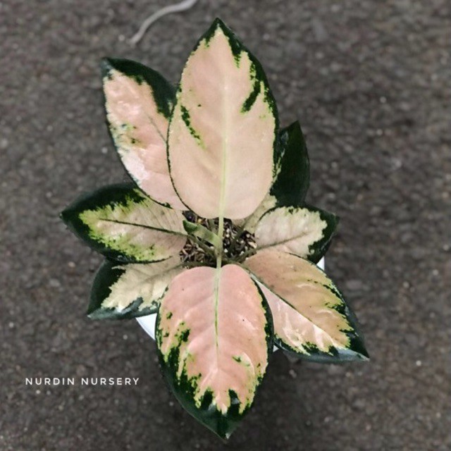 tnaman hias aglonema kochin cahaya