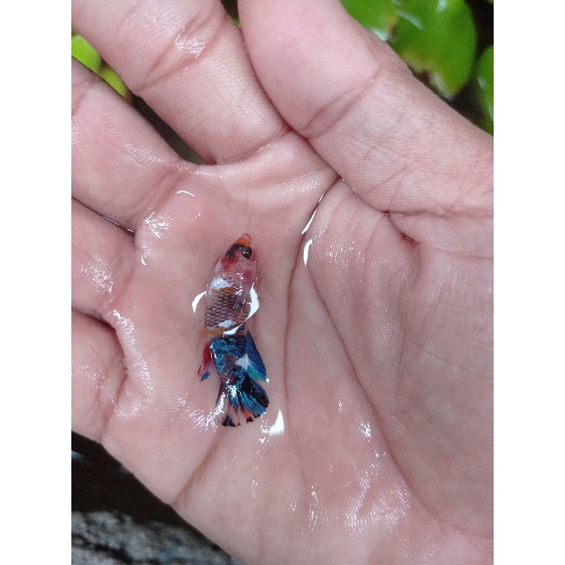 ikan cupang multicolour | ikan hias | cupang nemo | koi galaxy