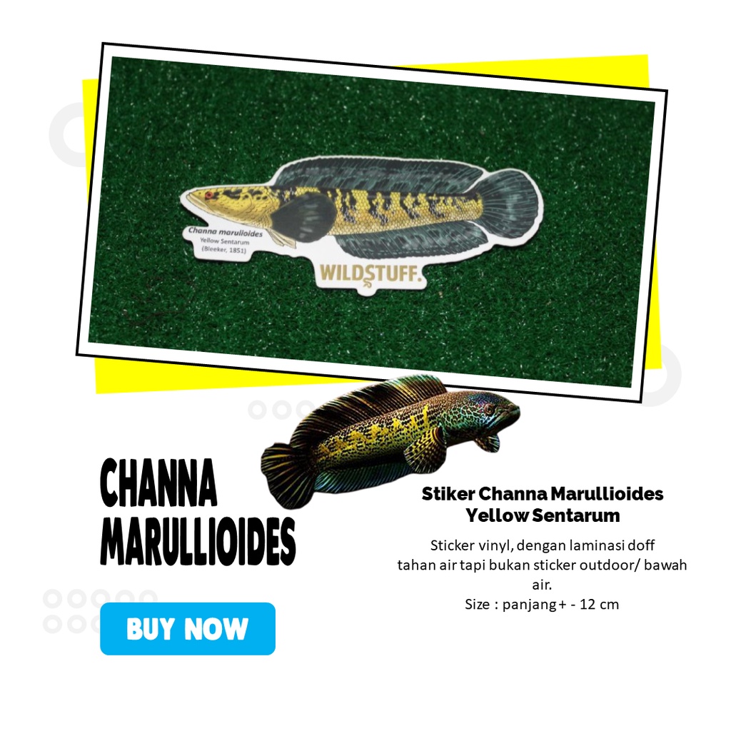 

Sticker Channa Marulioides Yellow Sentarum