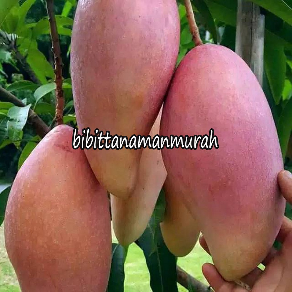 BIBIT MANGGA RED INVORY OKULASI INDUKAN BERBUAH