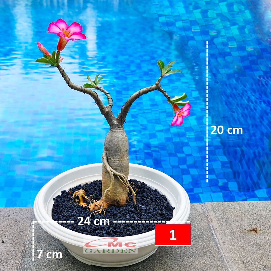 Tanaman Hias Bonsai Adenium Arabicum Obesum Kamboja Jepang B-KJ-016