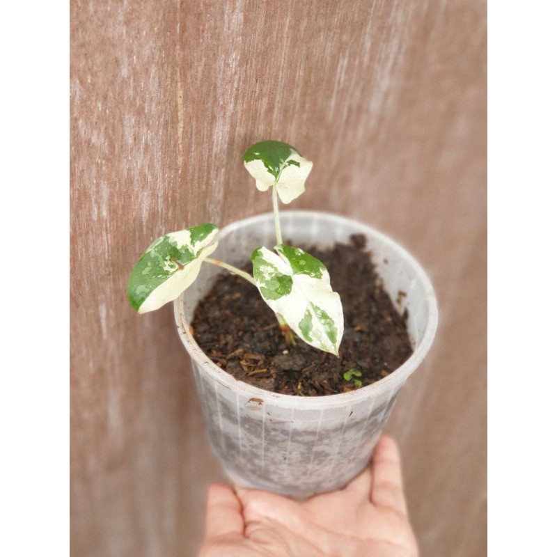 Alocasia sente keladi varigata