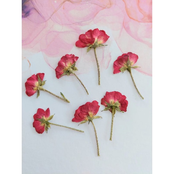 Pressed Red Rose Flower - Oshibana - Dried Flower - Bunga Kering