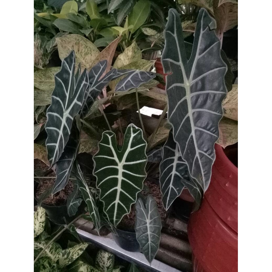 tanaman alocasia amazon