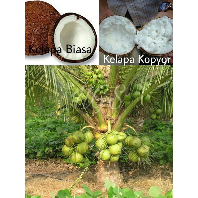 Bibit Kelapa Kopyor Asli - Bibit Kelapa Kopyor Super Genjah