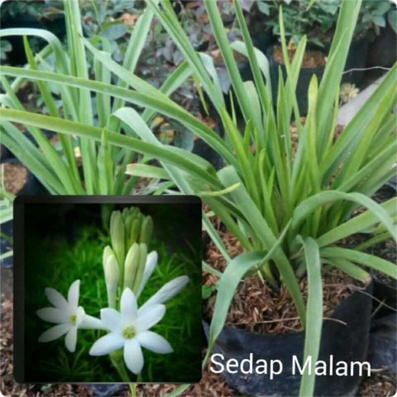 Bibit tanaman bunga sedap malam/Pohon bunga sedap malam