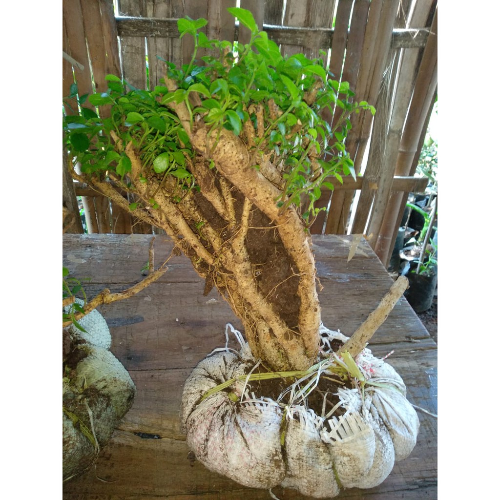 Bibit Tanaman Bonsai Serut Besar