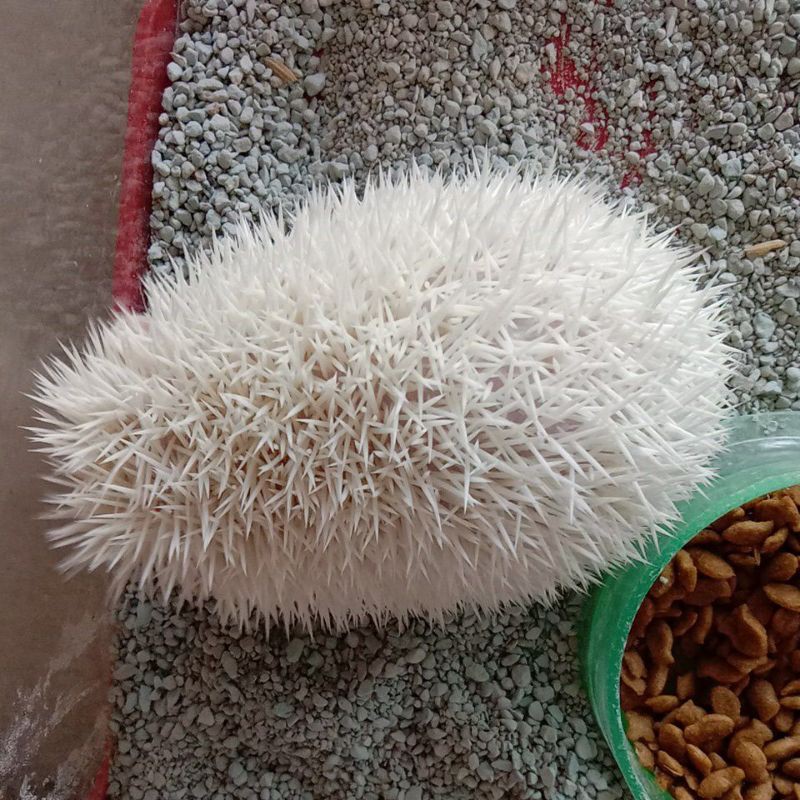 Landak mini Albino dewasa