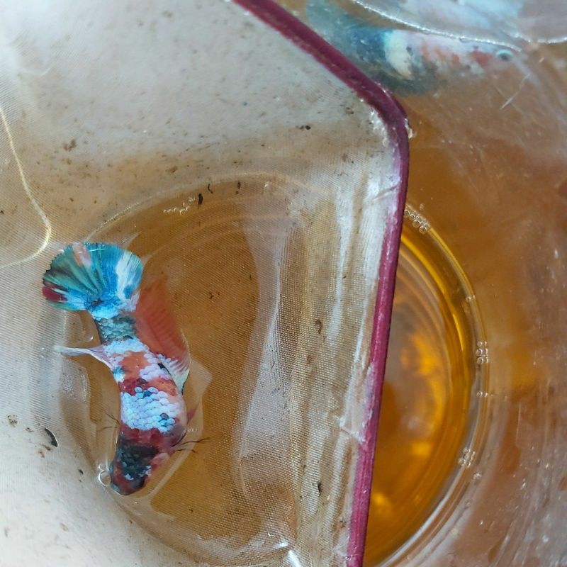 Female Cupang Betina Koi Galaxy Multicolor GRADE