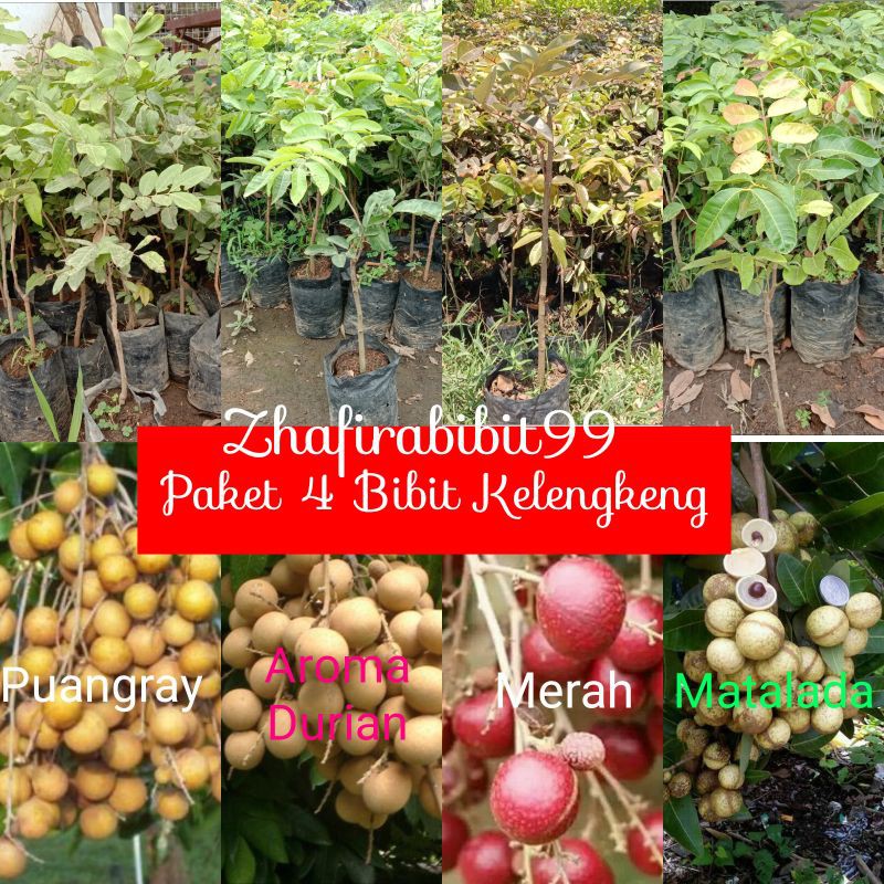 Paket 4 Bibit Kelengkeng Unggul