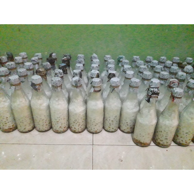 F2 jamur tiram putih