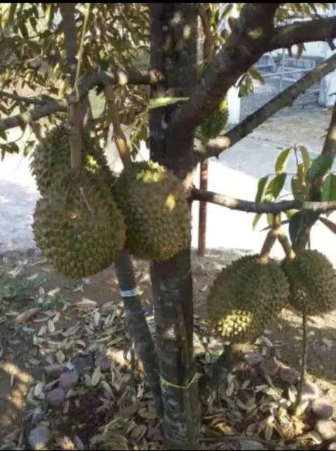 Bibit Durian Bawur Hasil Okulasi