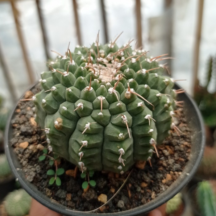 gymnocalycium vatteri KAKTUS SUKULEN TANAMAN HIAS