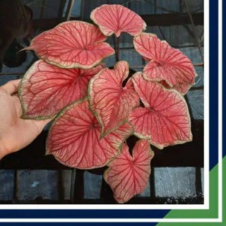 Bisa Cod Red Jaguar Bibit Keladi Caladium Bunga Indor Audor Tanaman Hias Umbi Umbian Shopee Indonesia