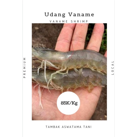 

TERMURAH Udang Vaname Fresh Lokal dan Berkualitas