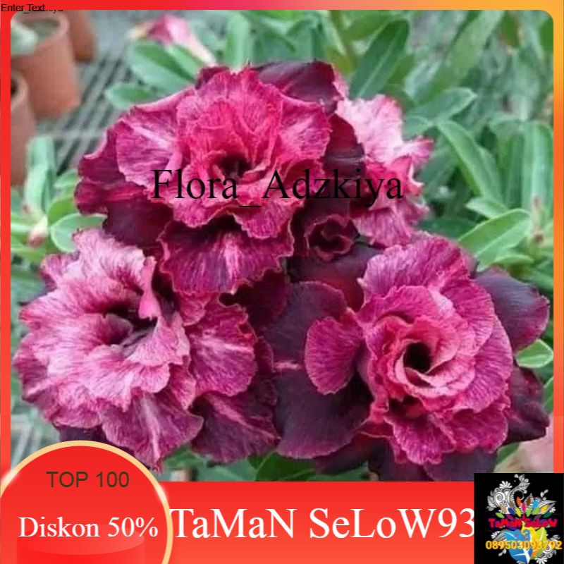 pohon adenium bunga tumpuk-pohon kamboja jepang