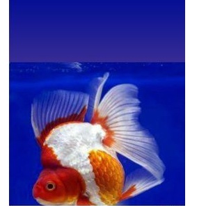 Ikan Mas Koki/mas koki Ryukin 10cm