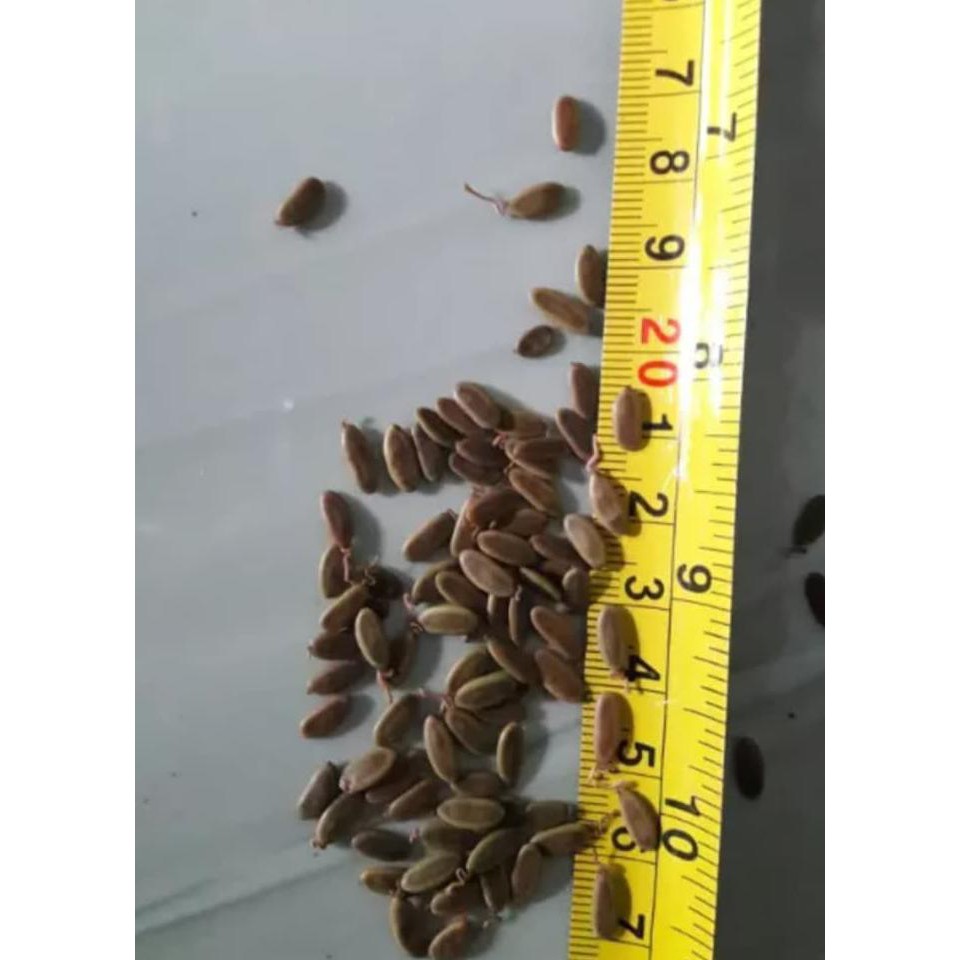 ready biji sengon solomon kemasan 1 ons bibit / biji / benih kw a