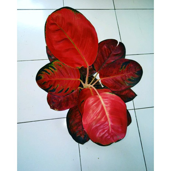 Bonggol Aglonema Kochin Hello Kitty Daun Mangkok Spesial...