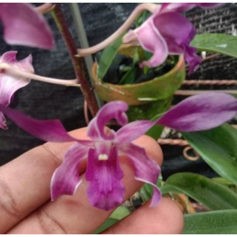 anggrek dendrobium blue twist