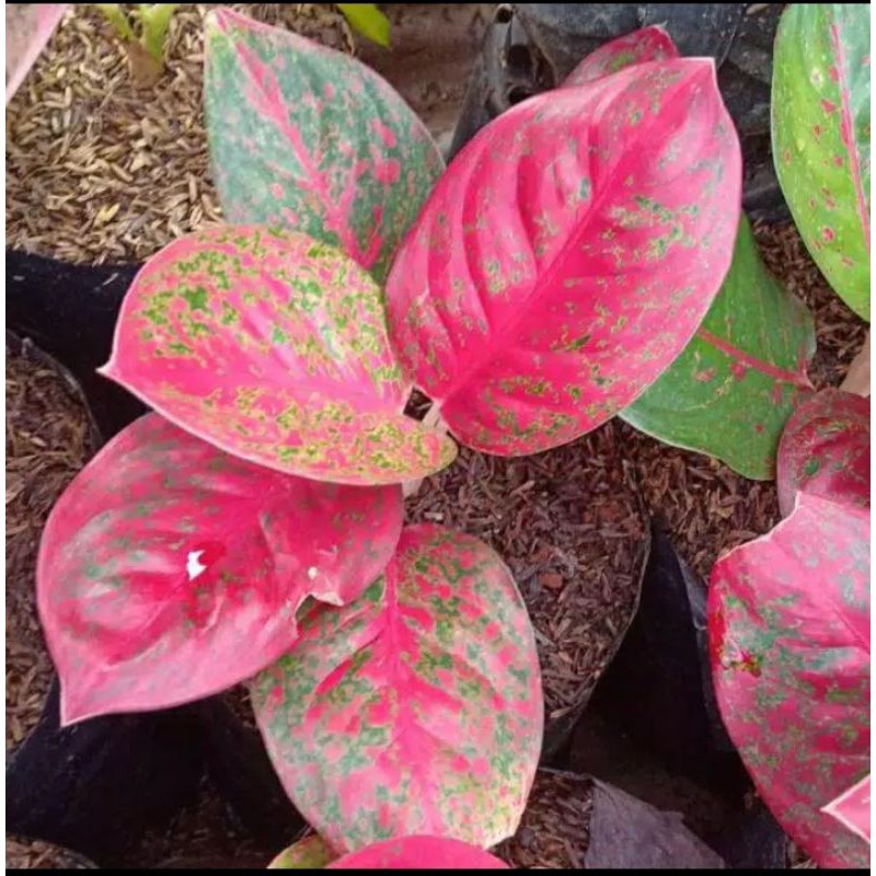 bibit bongolan aglonema red stardust mutasi