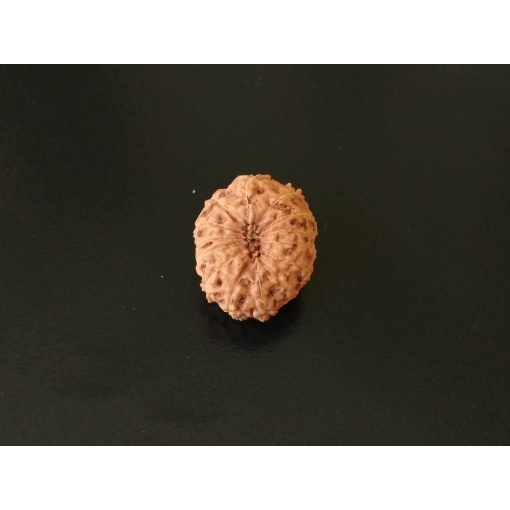 Genitri Mukhi 14 D19.85x16.3 Liontin Jenitri Rudraksha
