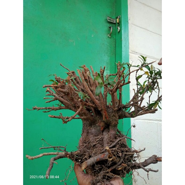bahan bonsai atau bonggol asoka mikro super bunga merah